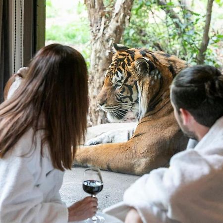Big Cat Bungalows At The Haven - Lion 2 Canastota Εξωτερικό φωτογραφία