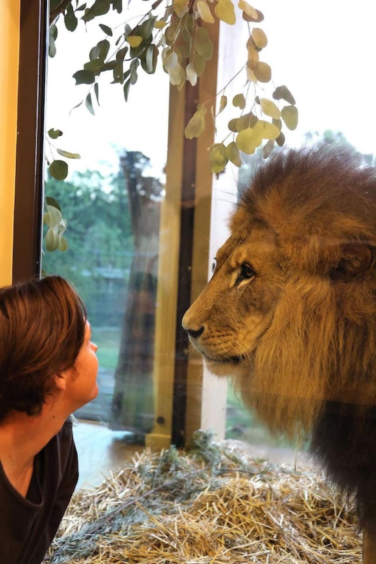 Big Cat Bungalows At The Haven - Lion 2 Canastota Εξωτερικό φωτογραφία